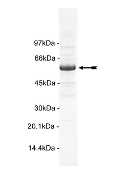 Eurofins DiscoverX MST2 Protein, Active 10 &mu;g | Buy Online | Eurofins DiscoverX | Fisher Scientific